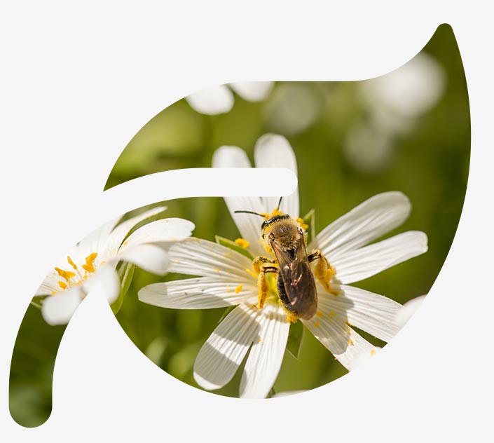 The picture shows a bee on a flower. It stands as a symbol for Environment Social Governance, or ESG for short, at awisto.