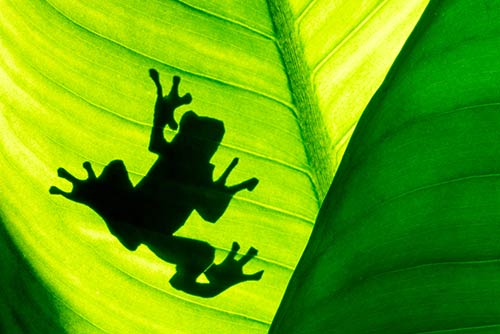 Frog on leaf symbolizes ESG at your partner for digitization awisto